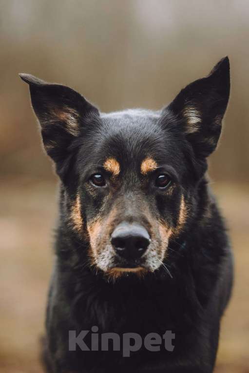 Собаки в Москве: Верный пес в добрые руки Мальчик, Бесплатно - фото 1