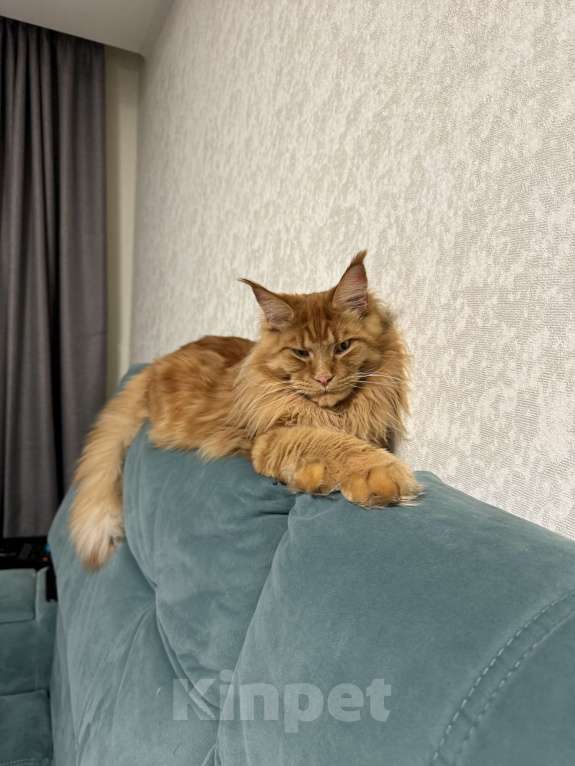 Кошки в Чебоксарах: Пропал кот Мальчик, 20 000 руб. - фото 2