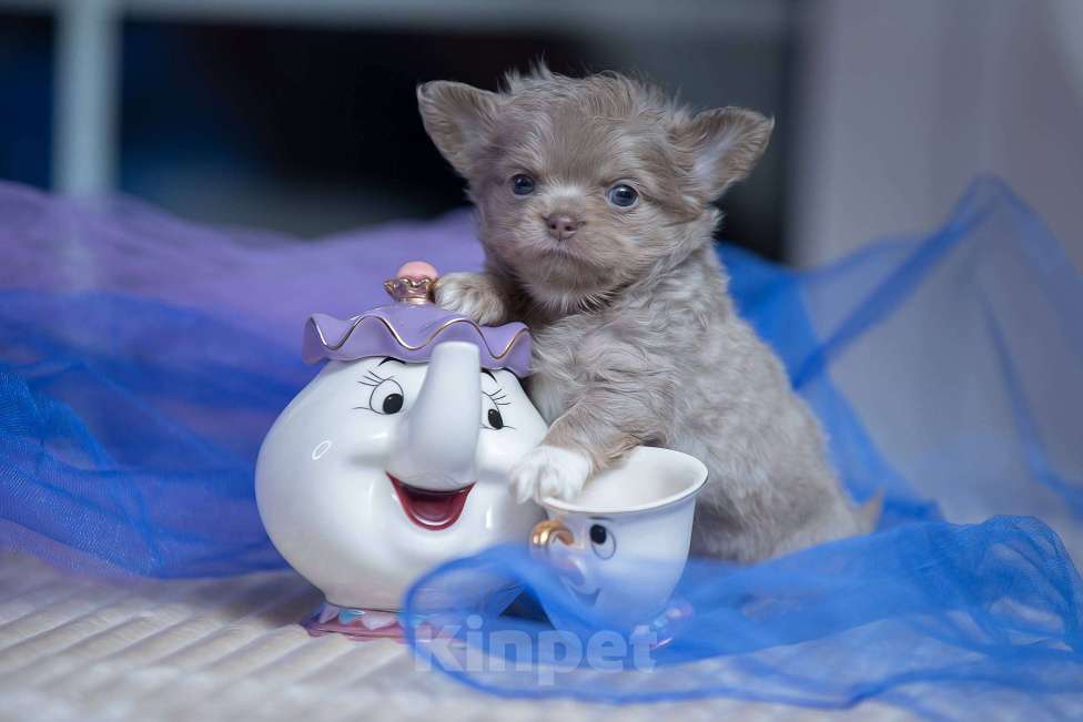 Собаки в Санкт-Петербурге: Чихуахуа мальчик длинношерстный Мальчик, 60 000 руб. - фото 4