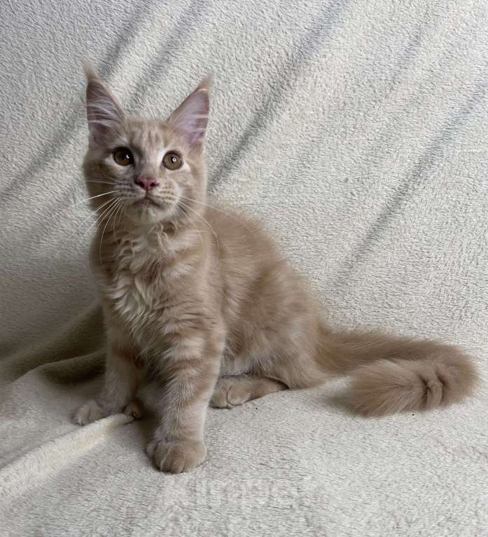 Кошки в Дмитрове: Кремовая девочка полидакт Patrisia Девочка, 30 000 руб. - фото 3