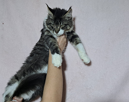 Котенок из питомника