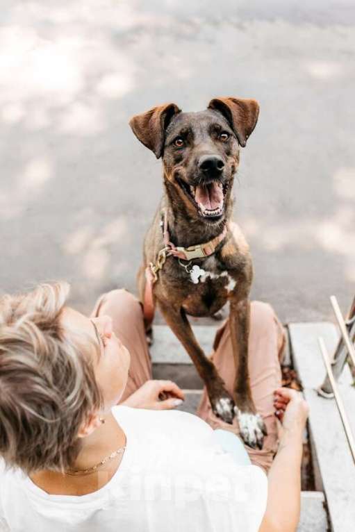 Собаки в Москве: Стася ищет дом — и сердце, в котором она снова будет нужной. Девочка, Бесплатно - фото 3