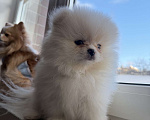 Собаки в Красногорске: Померанский шпиц Мальчик, 45 000 руб. - фото 4