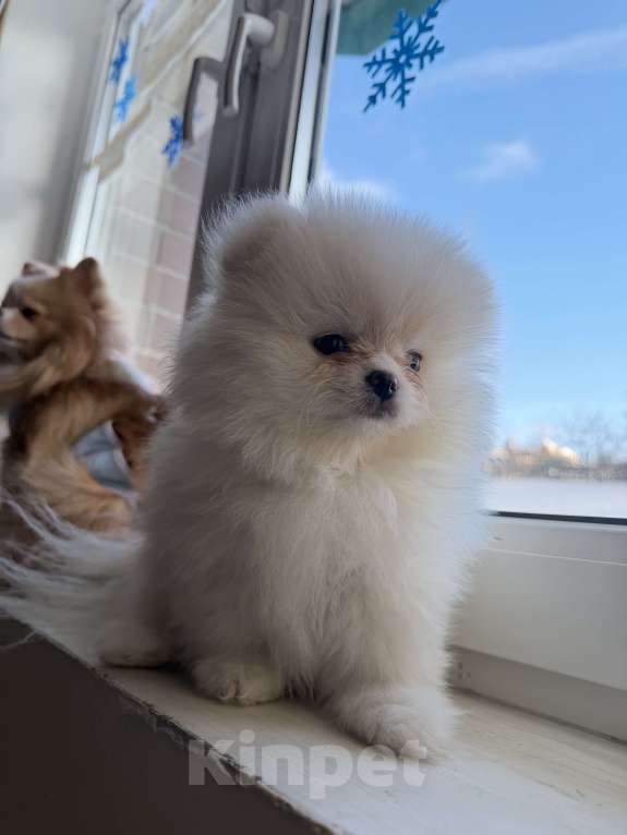 Собаки в Красногорске: Померанский шпиц Мальчик, 45 000 руб. - фото 4