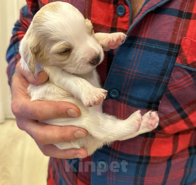 Собаки в других городах Воронежской области: Мальчик  Мальчик, 10 000 руб. - фото 5