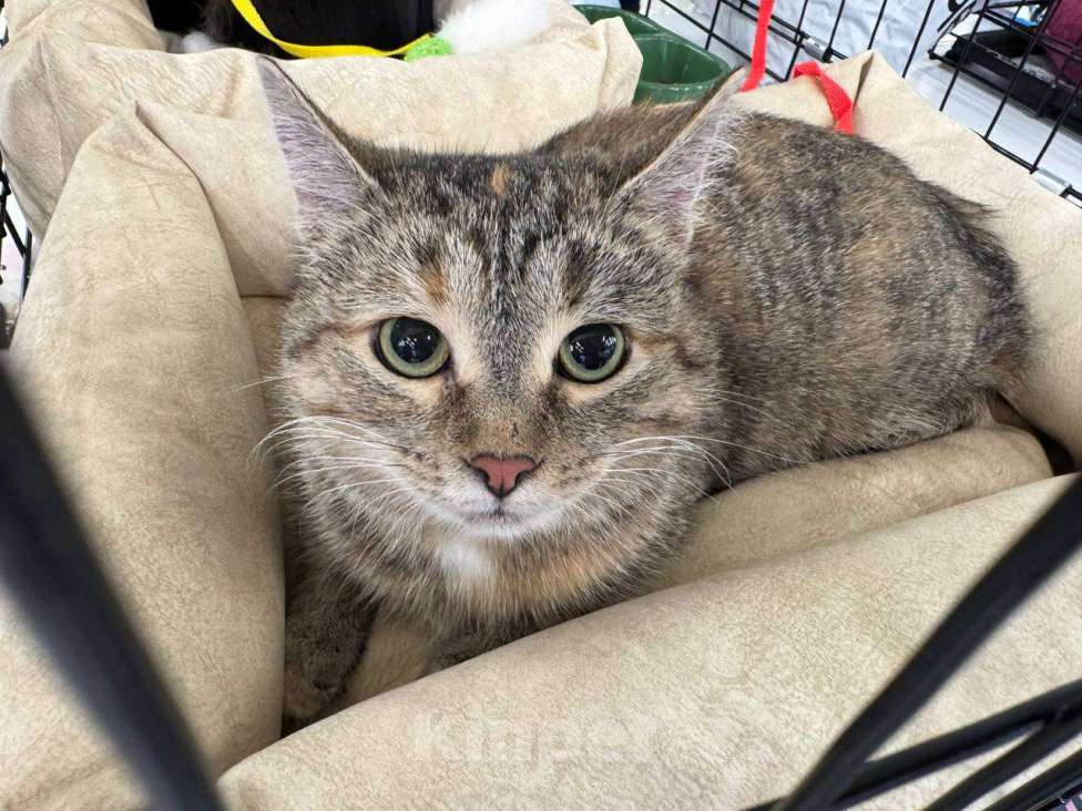 Кошки в Москве: Кошечка Лада в добрые руки Девочка, Бесплатно - фото 4