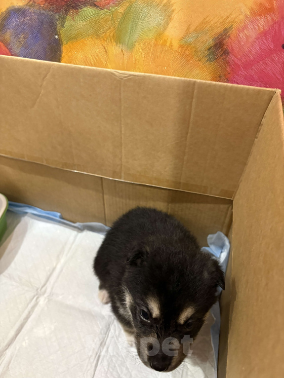 Собаки в других городах Свердловской области: Черника Девочка, Бесплатно - фото 3