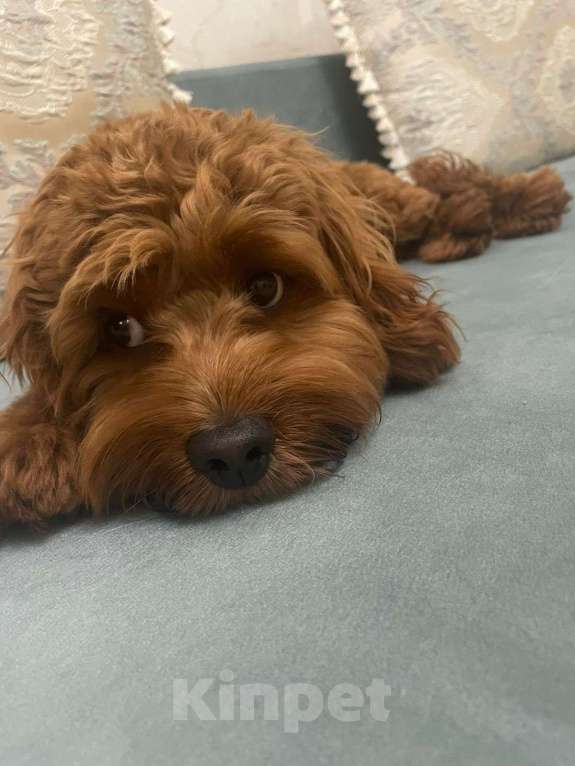 Собаки в Ставрополе: Продам собаку Мальчик, 30 000 руб. - фото 1