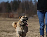Собаки в Москве: Отличный парень Бублик в поиске дома и семьи! Мальчик, 10 руб. - фото 9