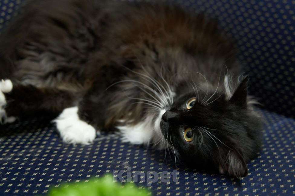 Кошки в Москве: Кошка Урса в добрые руки Девочка, Бесплатно - фото 5