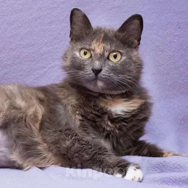 Кошки в Москве: Бусинку выкинули хозяева  Девочка, Бесплатно - фото 5