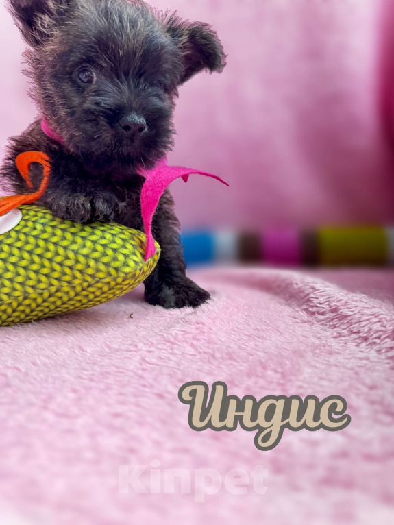 Собаки в Нижнем Новгороде: Керн-терьер Индис Девочка, 80 000 руб. - фото 3