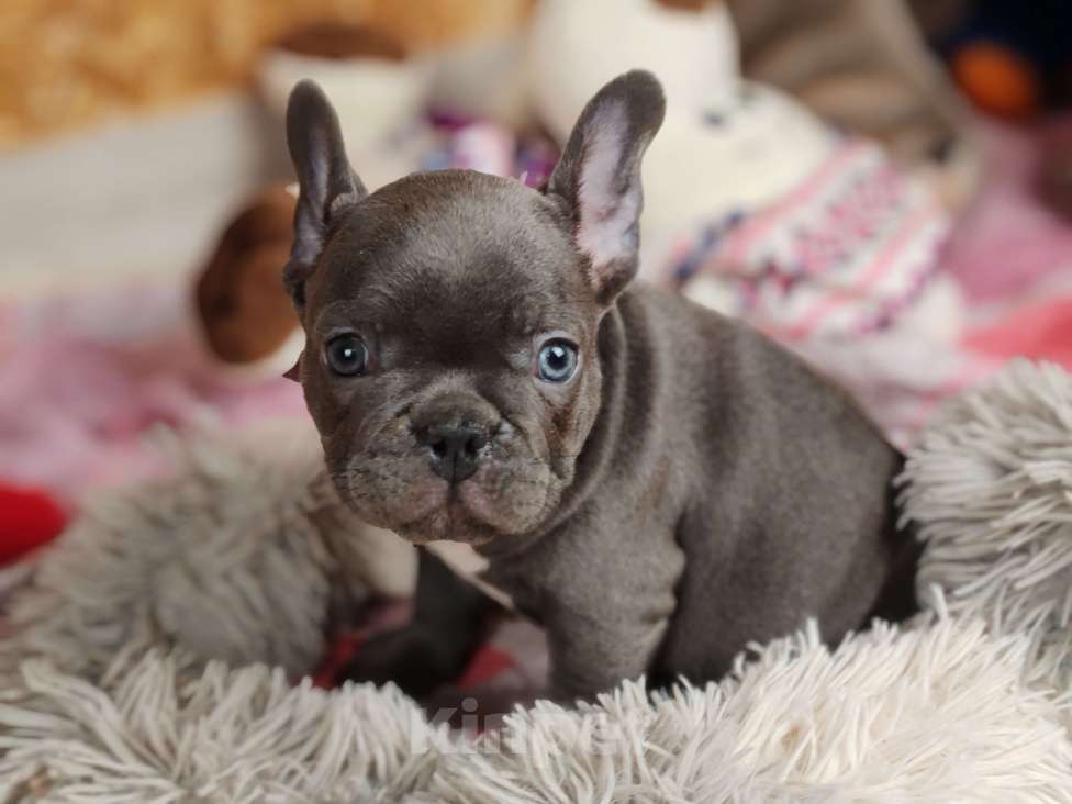 Собаки в Санкт-Петербурге: Шикарные щенки голубые шоколад лиловые Девочка, 60 000 руб. - фото 3