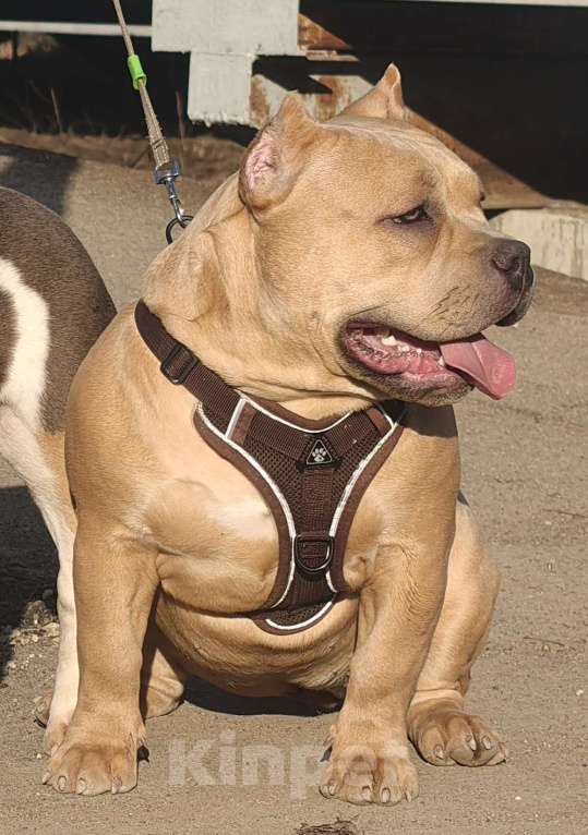 Собаки в других городах Ленинградской области: Американский булли Девочка, 180 000 руб. - фото 3