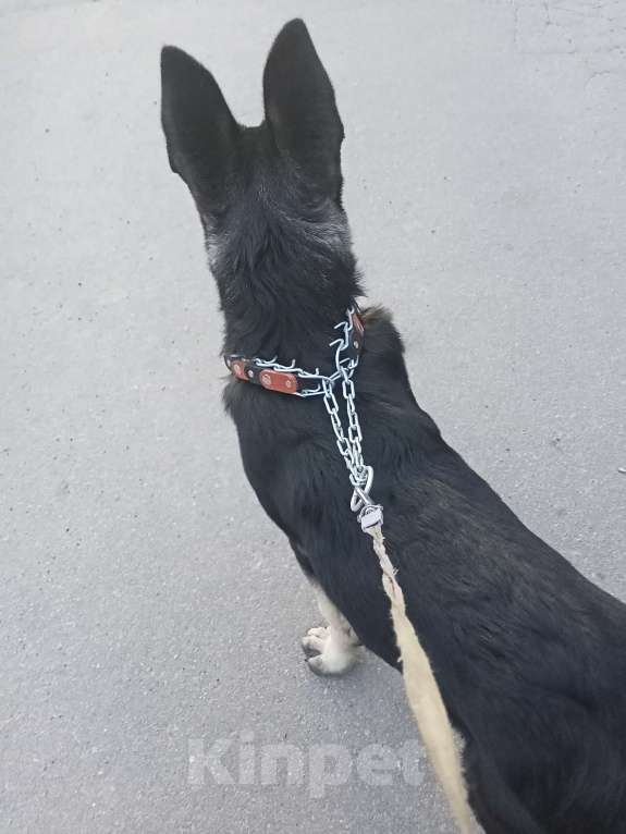 Собаки в других городах Ленинградской области: Срочно продаю Девочка, 35 000 руб. - фото 5