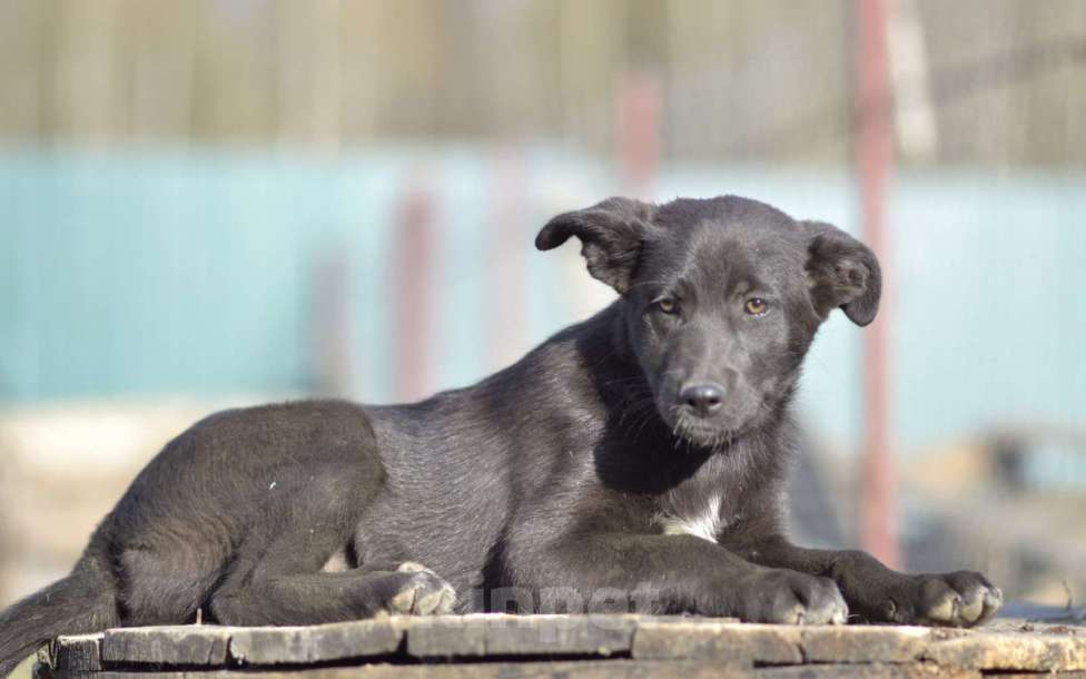 Собаки в Москве: Щенок бесплатно Ника. Москва и МО Девочка, Бесплатно - фото 3