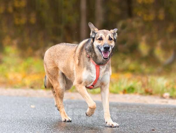 Собаки в Москве: Джой Мальчик, Бесплатно - фото 2
