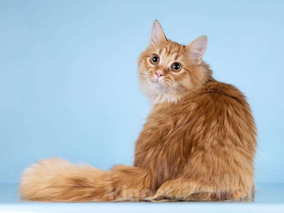 Кошки в Москве: Нежный ласковый рыжий котик Лютик Мальчик, Бесплатно - фото 3