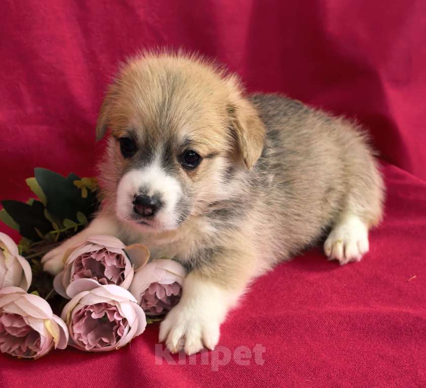 Собаки в Москве: НА АПРЕЛЬ ВЕЛЬШ КОРГИ ПЕМБРОК Мальчик, 60 000 руб. - фото 3