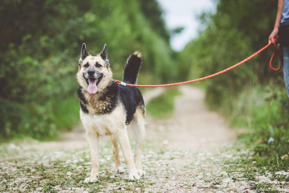 Собаки в Москве: Чара Девочка, Бесплатно - фото 3