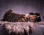 Кошки в Клине: Флэш в поиске семьи Мальчик, Бесплатно - фото 4