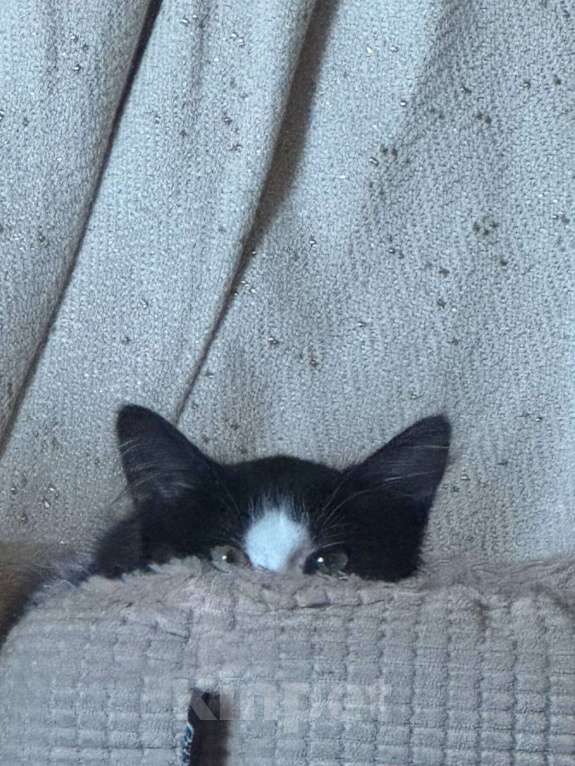 Кошки в Москве: Чудо-Бейси Девочка, Бесплатно - фото 4