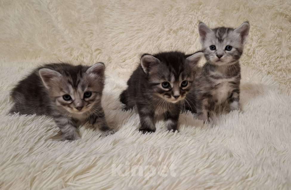 Кошки в Мур: Отдам котят в добрые руки Девочка, Бесплатно - фото 1