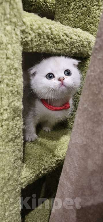 Кошки в Балашихе: Маленькая принцесса Девочка, 45 000 руб. - фото 3