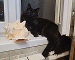Кошки в Москве: Большой и пушистый черный кот, как у Булгакова Мальчик, 1 руб. - фото 1