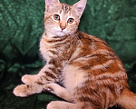 Кошки в Москве: Котенок Гурами ищет дом! Девочка, Бесплатно - фото 2
