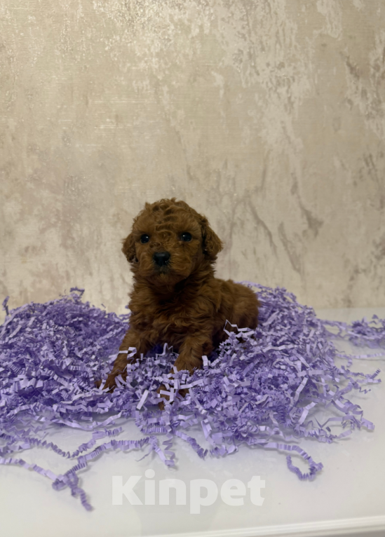 Собаки в Москве: Мальчик Мальчик, 50 000 руб. - фото 1