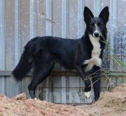 Собаки в Москве: Стеша Девочка, Бесплатно - фото 3