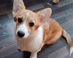 Собаки в Волгограде: Щенки вельш корги пемброк Девочка, 50 000 руб. - фото 3