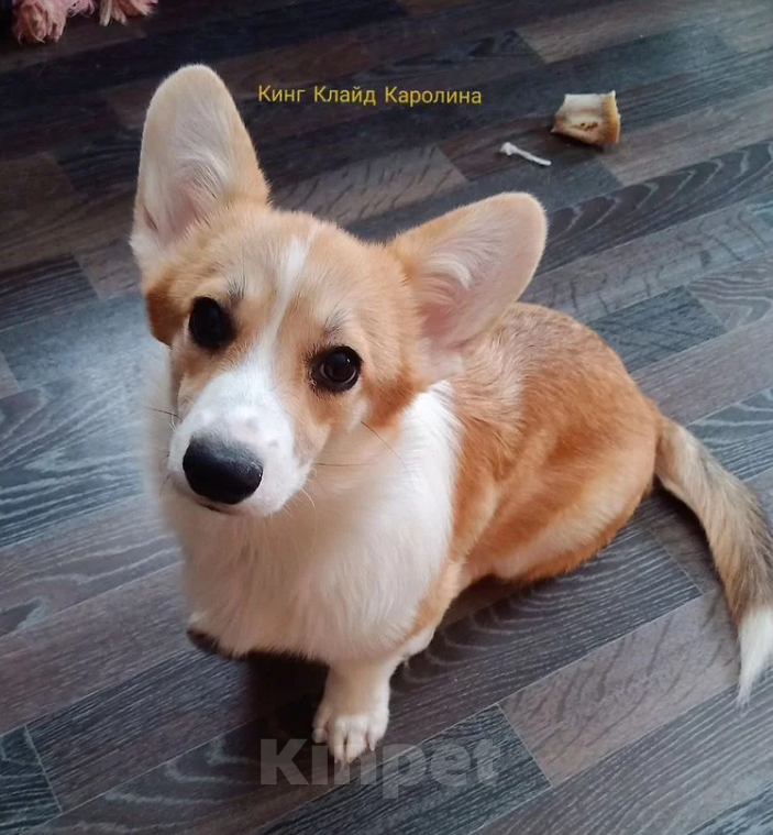 Собаки в Волгограде: Щенки вельш корги пемброк Девочка, 50 000 руб. - фото 3