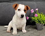 Собаки в Краснозаводске: Девочка Джек Рассел Девочка, 40 000 руб. - фото 1