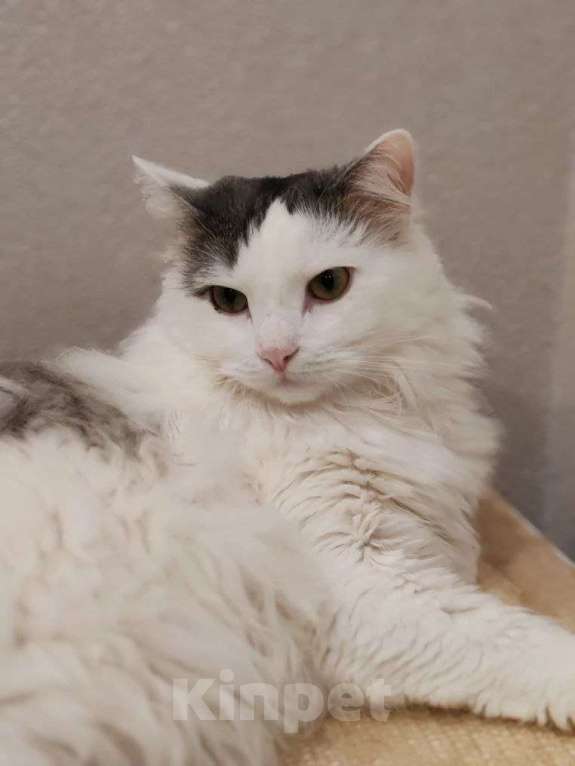 Кошки в Москве: Тискательный пирожок Джери ждет свою семью Мальчик, Бесплатно - фото 3