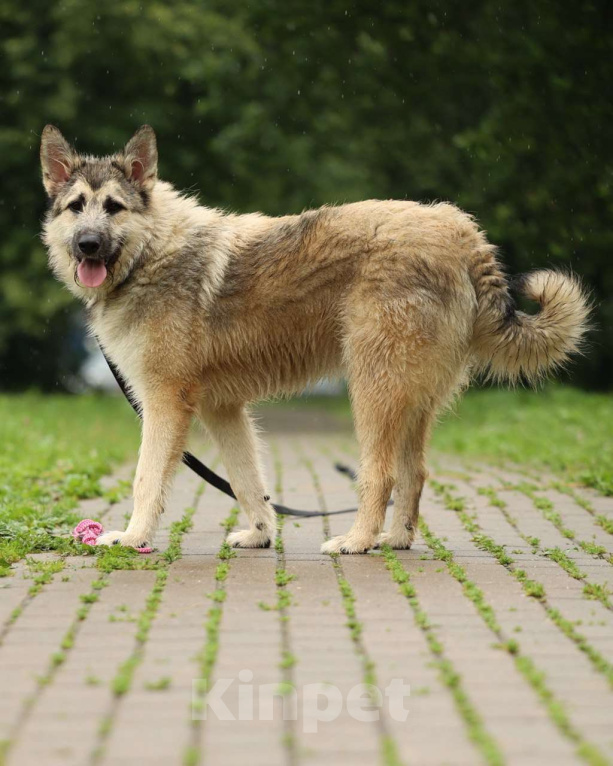 Собаки в Москве: Собака бесплатно Москва Мальчик, Бесплатно - фото 1