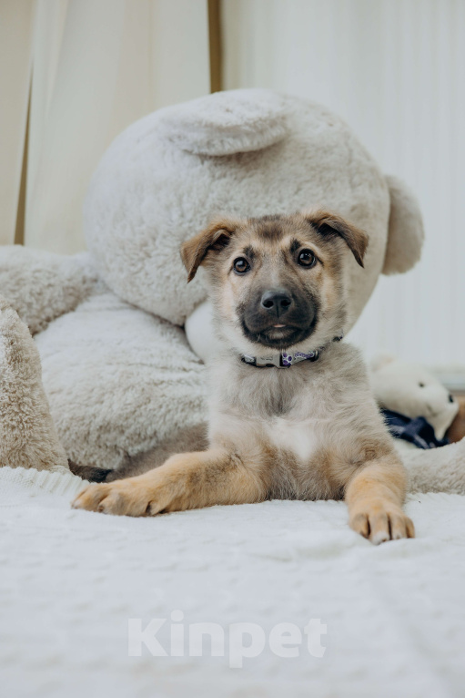 Собаки в Видном: Щенок из приюта ищет дом Девочка, Бесплатно - фото 1