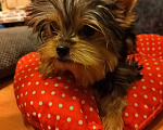 Собаки в Санкт-Петербурге: йорки очаровательные щенки Девочка, 40 000 руб. - фото 4