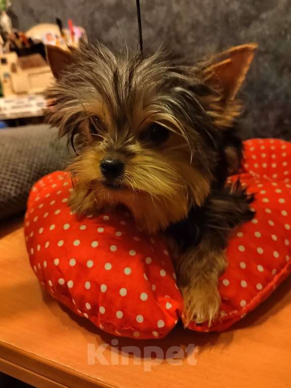 Собаки в Санкт-Петербурге: йорки очаровательные щенки Девочка, 40 000 руб. - фото 4