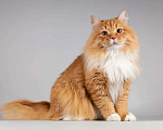 Кошки в Москве: Рыжий котик Пушкин ищет семью. Мальчик, Бесплатно - фото 1