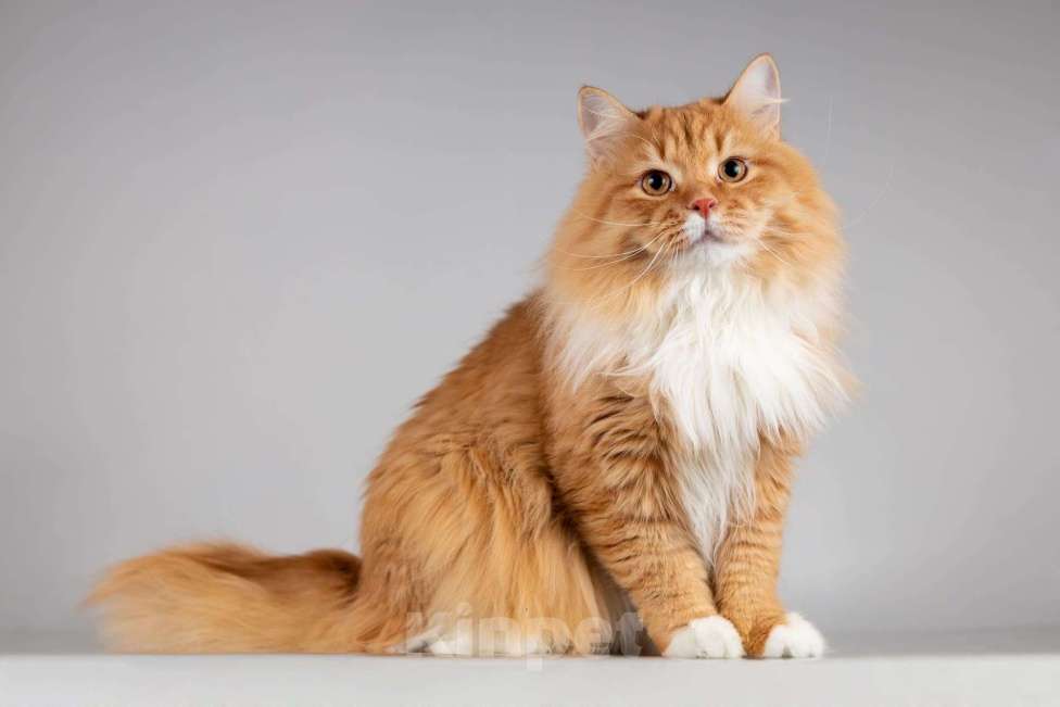 Кошки в Москве: Рыжий котик Пушкин ищет семью. Мальчик, Бесплатно - фото 1