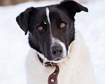 Собаки в Москве: Спокойный пёсик из приюта ищет дом Мальчик, Бесплатно - фото 6