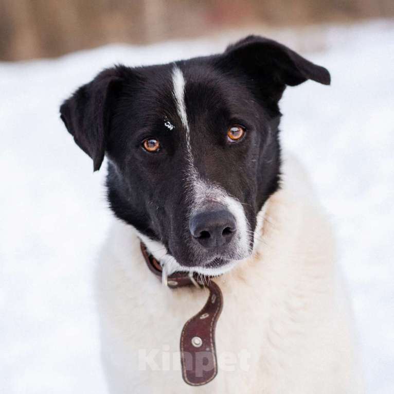Собаки в Москве: Спокойный пёсик из приюта ищет дом Мальчик, Бесплатно - фото 6