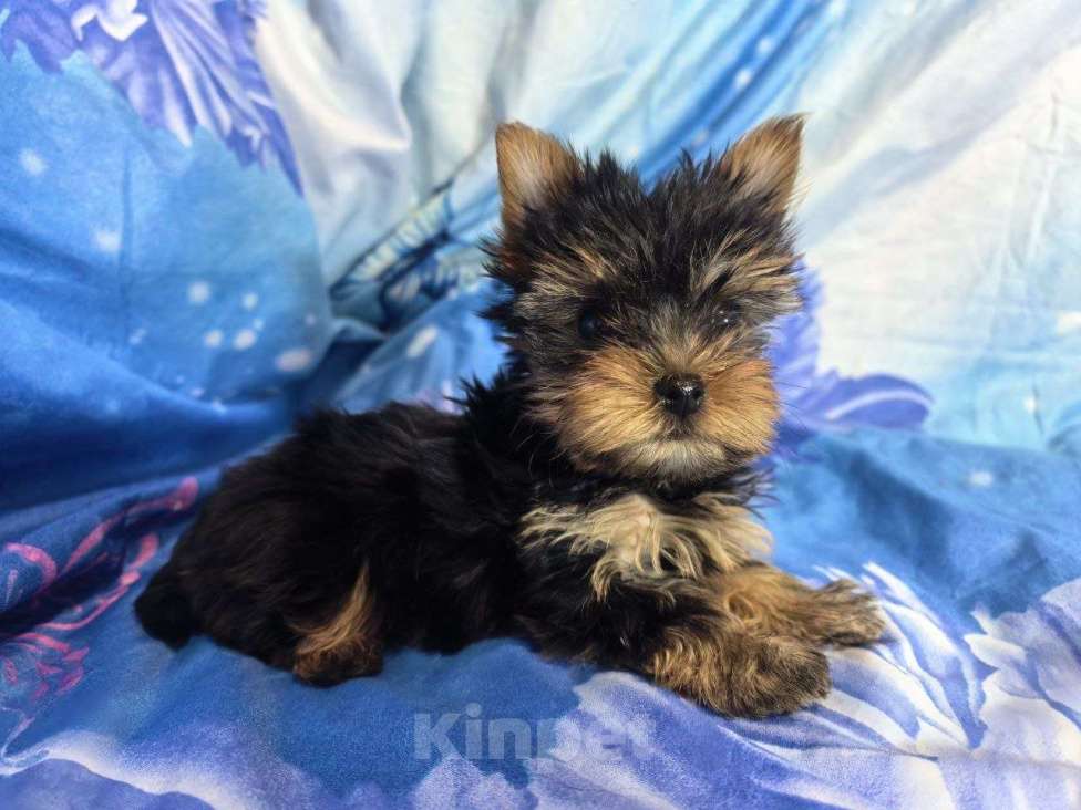 Собаки в Санкт-Петербурге: Щенки йоркширского терьера Разнополые, 25 000 руб. - фото 7