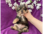 Собаки в Москве: Йорк мраморный мальчик крупный стандарт с зелёно голубыми глазами Мальчик, 60 000 руб. - фото 3