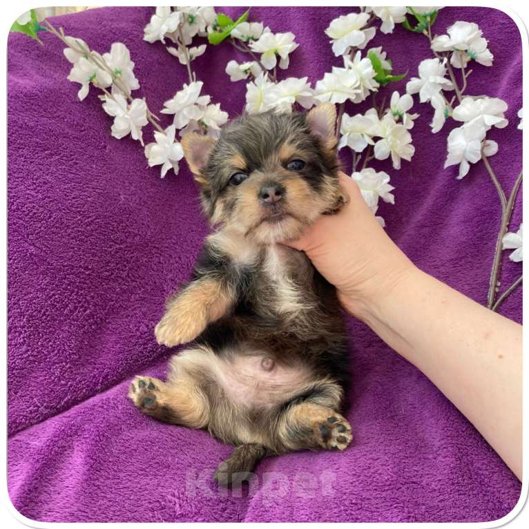Собаки в Москве: Йорк мраморный мальчик крупный стандарт с зелёно голубыми глазами Мальчик, 60 000 руб. - фото 3