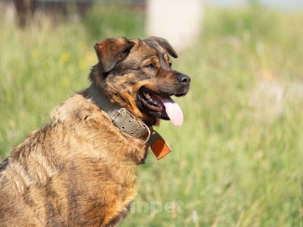Собаки в Ореховом-Зуево: Альфа в поисках дома Девочка, Бесплатно - фото 9