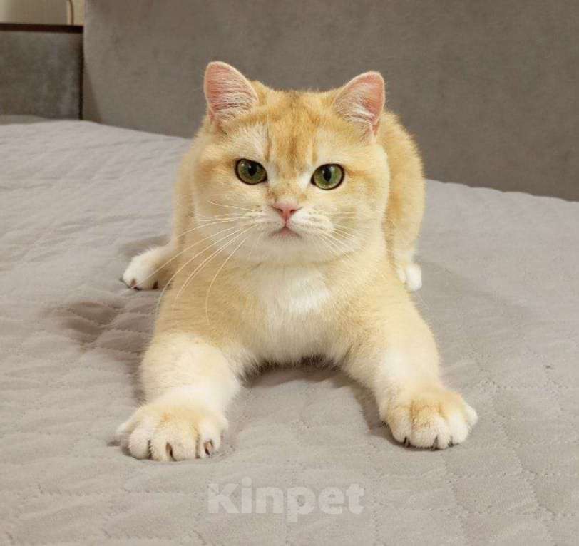 Кошки в Москве: Британская девочка Девочка, 70 000 руб. - фото 1