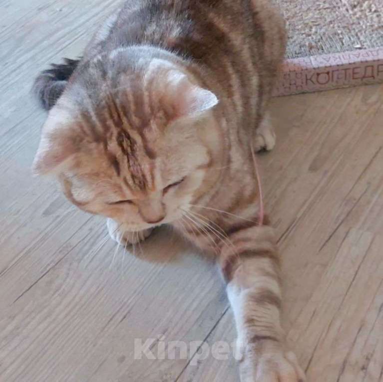 Кошки в Москве: Котика выкинули Мальчик, Бесплатно - фото 2